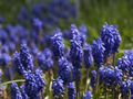 Muscari botryoides-2 Szafirek